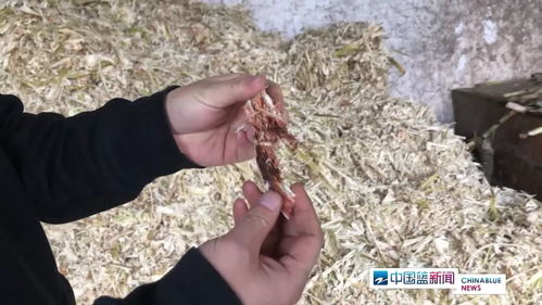 紅糖安全風(fēng)波 義烏知名紅糖廠被查出多項(xiàng)問題，如何科學(xué)看待？